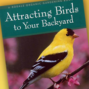 The Fat Finch Boutique for Bird Lovers | Attracting Birds to your Backyard