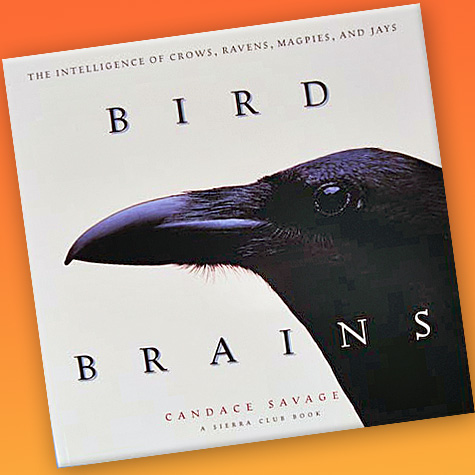 Bird Brains | Bird Book from the Fat Finch