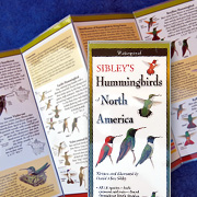 The Fat Finch | Bird Books | Sibley Field Guide, Western US