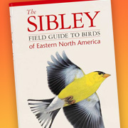 The Fat Finch | Bird Books | Sibley Field Guide, Eastern US