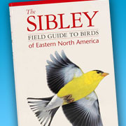The Fat Finch | Bird Books | Sibley Field Guide, Eastern US