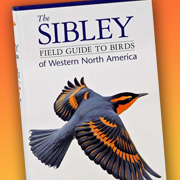 The Fat Finch | Bird Books | Sibley Field Guide, Western US