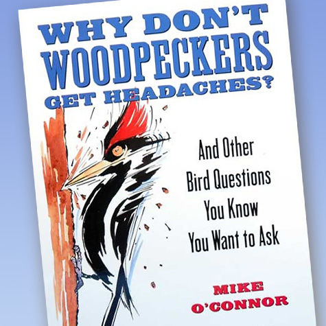 Why Don't Woodpeckers Get Headaches? | Bird Book from the Fat Finch
