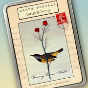 Bird Notecard | Fat Finch Boutique for Bird Lovers