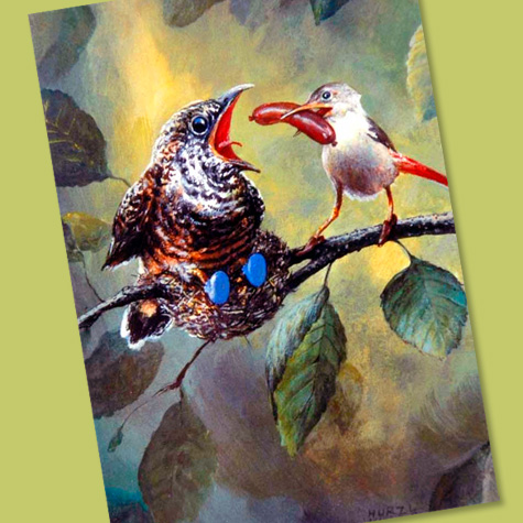 The Fat Finch Boutique for Bird Lovers | Rudi Hurzlmeier Postcard, Baby Bird with Sausage