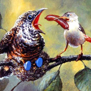 Rudi Hurzlmeier Bird Notecard | Fat Finch Boutique for Bird Lovers