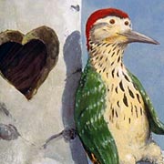 Rudi Hurzlmeier Bird Notecard | Fat Finch Boutique for Bird Lovers