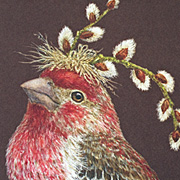 Vicki Sawyer Cardinals Notecard from The Fat Finch Boutique for Bird Lovers
