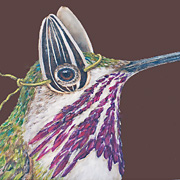 Vicki Sawyer Hummingbird Notecard from The Fat Finch Boutique for Bird Lovers