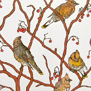 Bird Notecard | Fat Finch Boutique for Bird Lovers