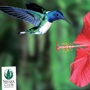 Sierra Club Bird Notecards | Fat Finch Boutique for Bird Lovers