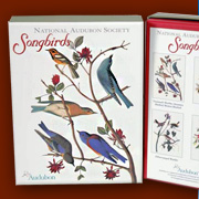 Audubon Bird Notecard | Fat Finch Boutique for Bird Lovers