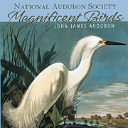 Audubon Magnificent Birds Notecard Set from The Fat Finch Boutique for Bird Lovers