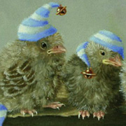 Baby Jay Wearing Winter Hat Cards by Suzan Visser from The Fat Finch Boutique for Bird Lovers