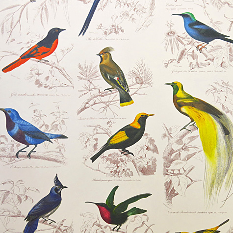 The Fat Finch Boutique for Bird Lovers | Tassotti Birds Gift Wrapping Paper 