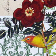 Rossi Italian Gift Wrap — Bird with Roses — from The Fat Finch Boutique for Bird Lovers