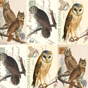 Rossi Italian Gift Wrap — Owls — from The Fat Finch Boutique for Bird Lovers 