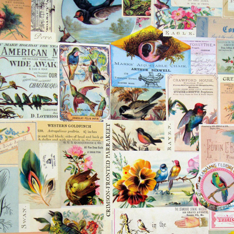 The Fat Finch Boutique for Bird Lovers | Cavallini & Co. Gift Wrapping Paper 