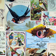Cavallini  and Co. Birds Gift Wrapping Paper from The Fat Finch Boutique for Bird Lovers