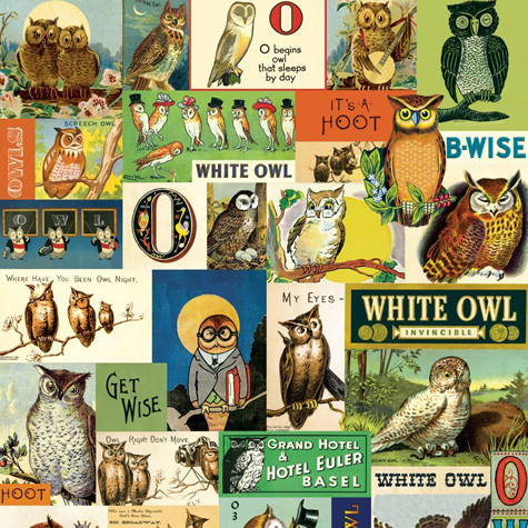The Fat Finch Boutique for Bird Lovers | Cavallini & Co. Owl Gift Wrapping Paper 
