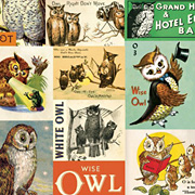 Cavallini  and Co. Owls Gift Wrapping Paper from The Fat Finch Boutique for Bird Lovers