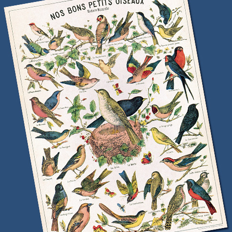 Vintage Birds Chart Gift Wrap Paper by Cavallini from The Fat Finch
