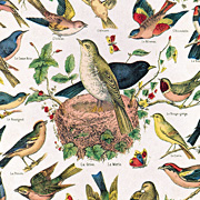 Vintage Birds Chart Gift Wrap paper by Cavallini and Company from The Fat Finch Boutique for Bird Lovers