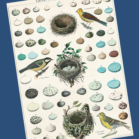 Vintage Birds, Nests and Eggs Natural History Chart Gift Wrap Paper by Cavallini from The Fat Finch