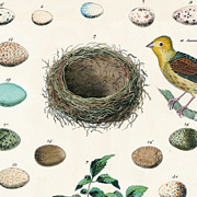 Vintage Birds Chart Gift Wrap paper by Cavallini and Company from The Fat Finch Boutique for Bird Lovers