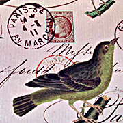 Cavallini  and Co. Birds Gift Wrapping Paper from The Fat Finch Boutique for Bird Lovers 