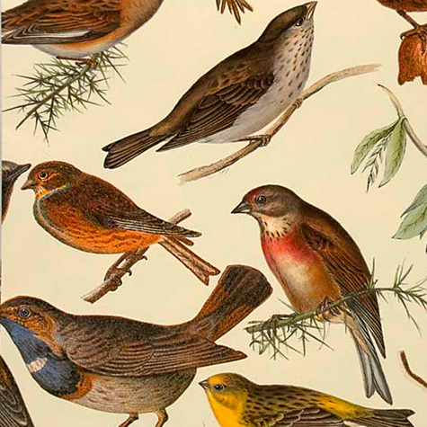 The Fat Finch Boutique for Bird Lovers | Italian Gift Wrapping Paper 