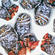 Owls Gift Wrapping Paper from The Fat Finch Boutique for Bird Lovers