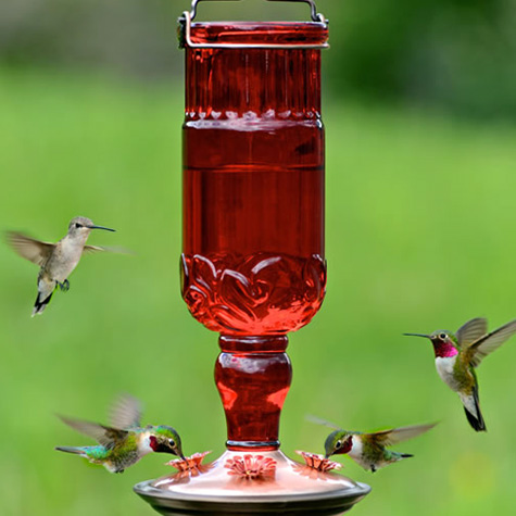 The Fat Finch Boutique for Bird Lovers | Perky Pet Antique Bottle Hummingbird Feeder