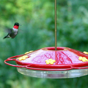 Perky Pet Hummingbird Feeder — Hummingbird Oasis —
