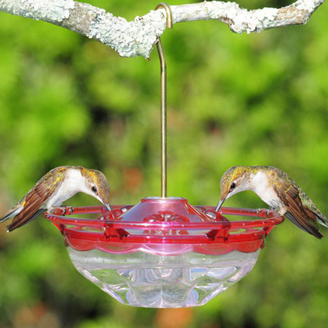 HummBlossom 4 Ounce Hummingbird Feeder