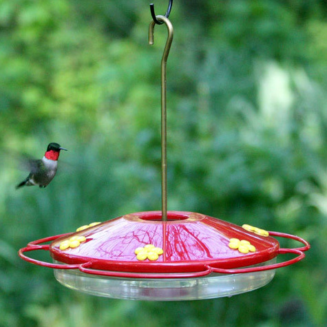 The Fat Finch | Perky Pet Hummingbird Oasis Bird Feeder