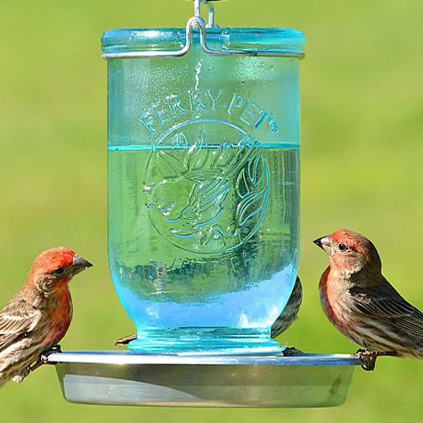The Fat Finch Boutique for Bird Lovers | Perky Pet Mason Jar Style Bird Waterer