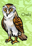 The Fat Finch | Owls