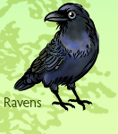 The Fat Finch | Ravens