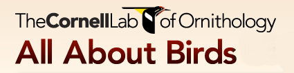 All About Birds