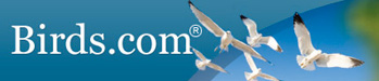 birds.com