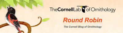 Cornell Lab Blog