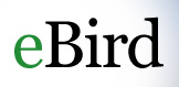 eBird.org