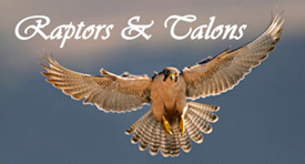 Raptors and Talons