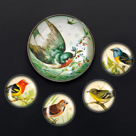 The Fat Finch Boutique for Bird Lovers | iPop Big Click Vintage Bird Art Magnets