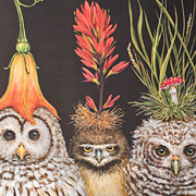 The Fat Finch Boutique for Bird Lovers | Baby Owl Paper Placemats